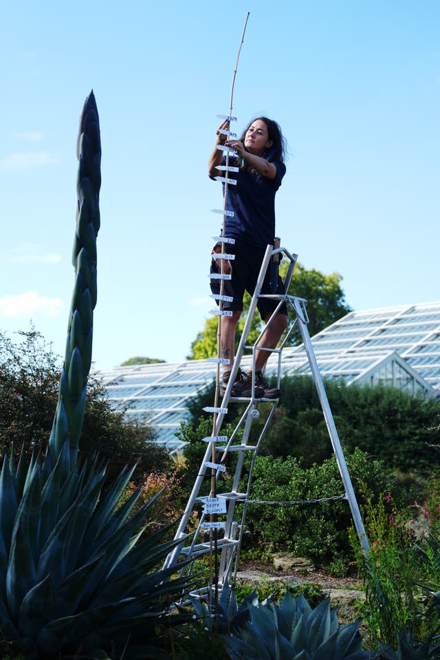 A woman on a stepladder measuring a plant