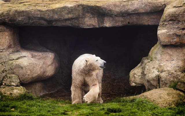 Hamish the polar bear