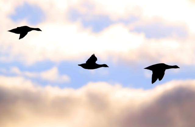 Annual count of Canadian Brent Geese at Strangford Lough