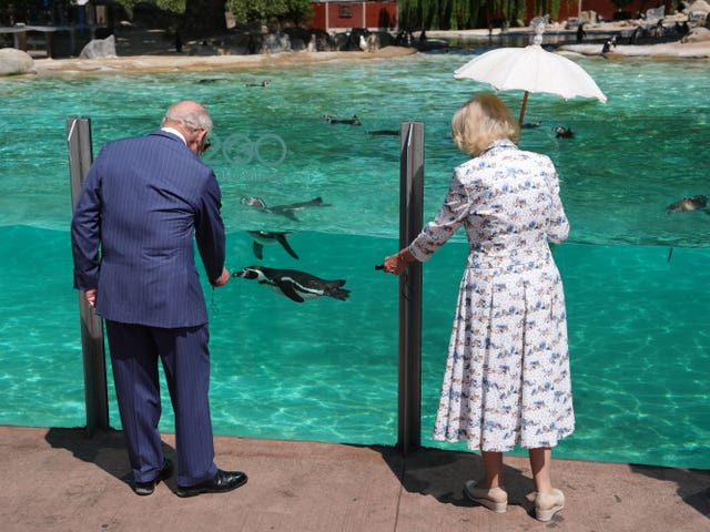 King Charles III and Queen Camilla arrive for a visit to Penguin Beach to celebrate the 200th anniversary of Zoological Society of London, at London Zoo, in Regent’s Park, north London