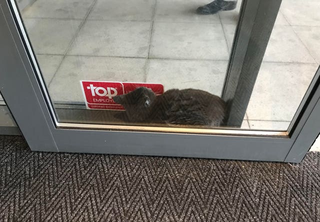 RSPCA top 2018 rescues