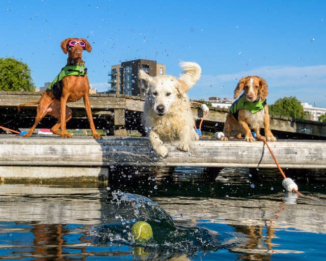 Swimming gala for dogs