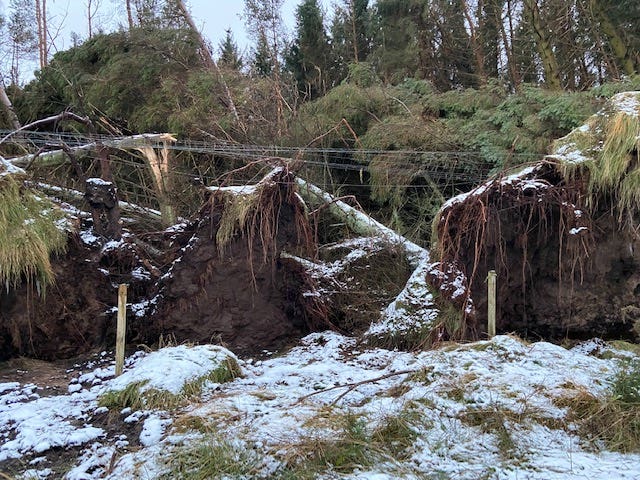 Fallen trees