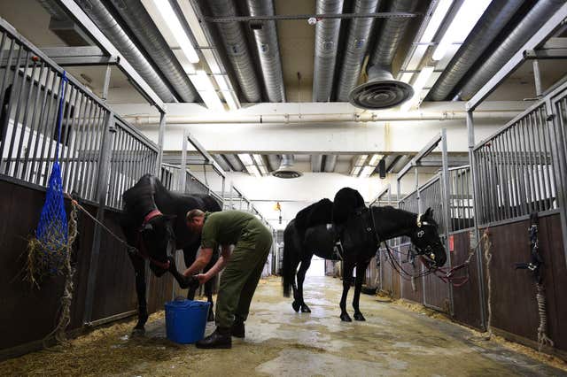 A member of the Household Calvary grooms horses in the Stable Lines in preparation for Prince Harry and Meghan Markle's wedding (Kirsty O'Connor/PA)