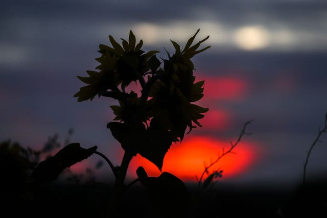 The sun rises over a field of sunflowers near Cookham, Berkshire
