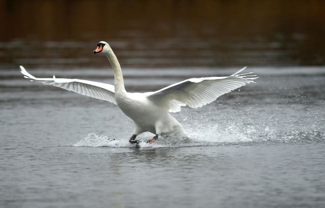 Images of outdoor scenes inside the home can help with our appreciation of nature and mindfulness (Joe Giddens/PA)