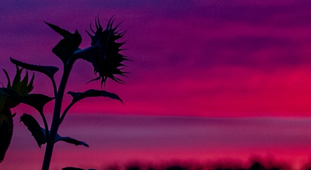 The Sunflower Maze at dawn (Peter Byrne/PA)