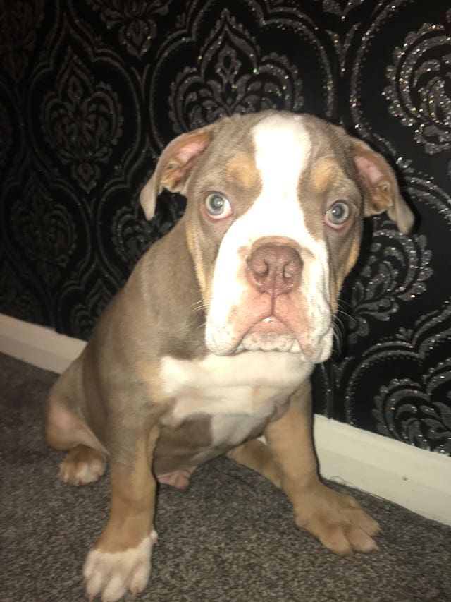 The young British bulldog puppy stolen at knifepoint during an armed robbery