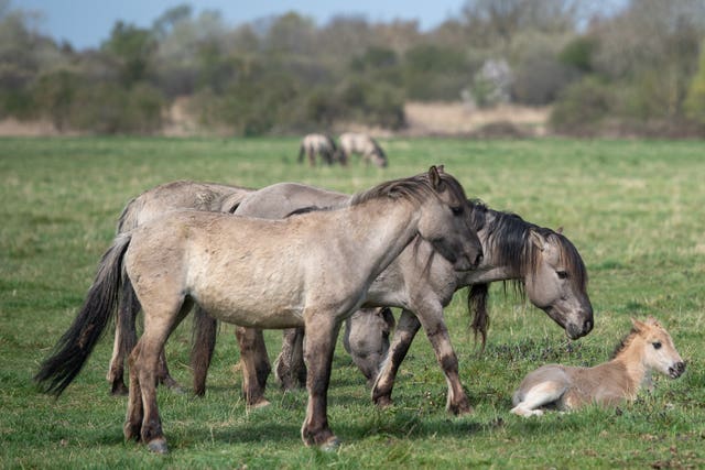 Wicken Fen Nature Reserve