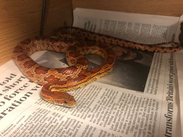 Undated handout photo issued by Scottish SPCA of a snake that has been rescued after it was found trapped inside a family's brand new oven.