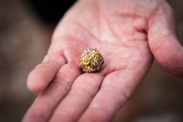 A yellow elastic band in a pellet of undigested food collected from the island