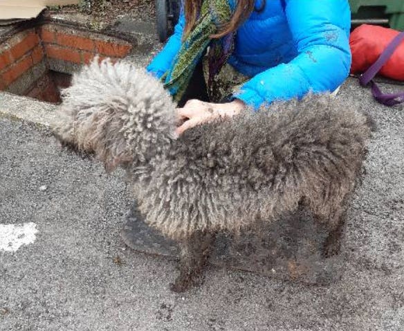 Dog rescued in Oxford