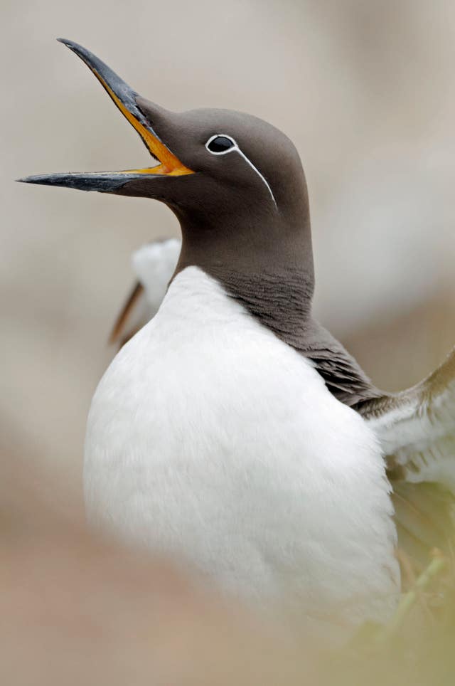 Island of Mingulay seabird breeding season