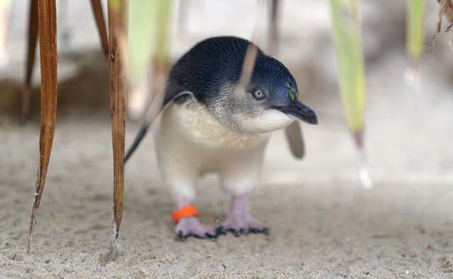 They are also known as the little penguin, as they are smallest species of the bird (Andrew Matthews/PA)
