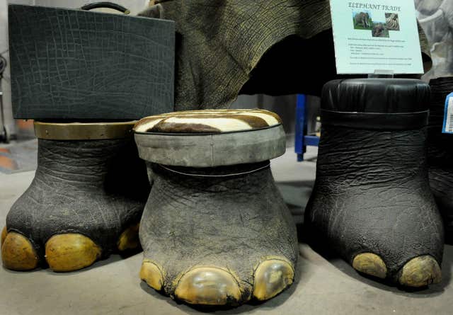 Confiscated objects made with elephant skin at the Rocky Mountain Arsenal National Wildlife Refuge Repository in Colorado. Elephants feature on the WWF's list of 10 endangered species facing extinction due to illegal trade