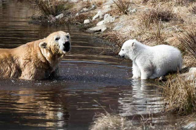 It was ideal conditions for a polar bear cub to take his first outdoor swim with his mother at a wildlife park near Kingussie (Highland Wildlife Park /PA)