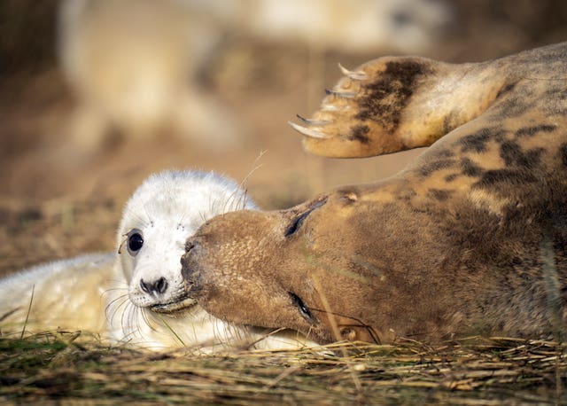 A mother with her baby seal pup, as grey seals return to Donna Nook National Nature Reserve in Lincolnshire, where they come every year in late October, November and December to give birth