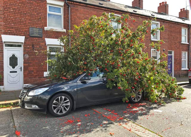 Car fallen onto tree