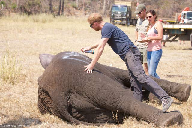 Harry in Africa.
