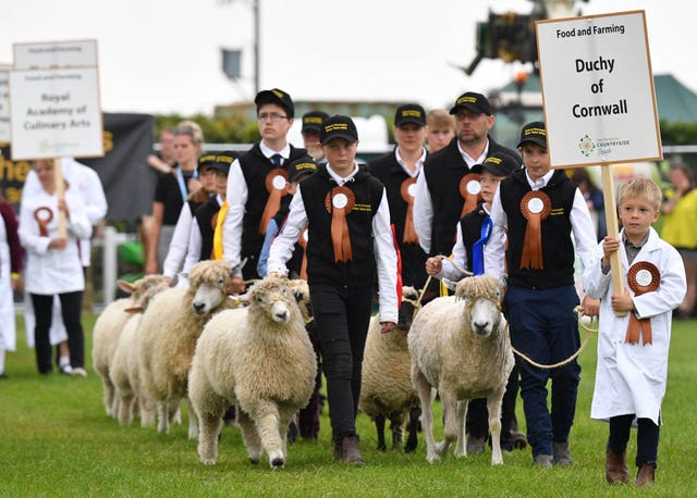 A parade of sheep