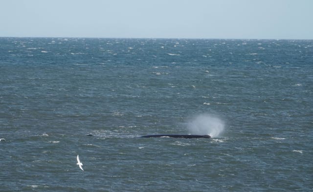 Fears are growing for the whale after it was first spotted on Thursday afternoon (Owen Humphreys/PA)