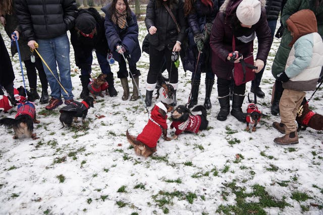 Christmas Sausage Dog Walk
