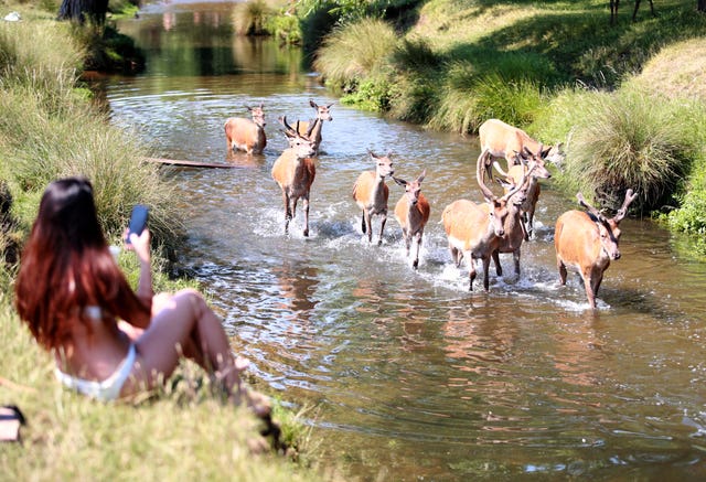 A sunbather photographs the deer in Richmond Park on the hottest day of the year (Adam Davy/PA)
