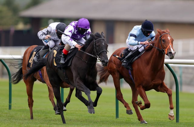 Setarhe (purple cap) could follow the same path as stablemate Daahyeh did