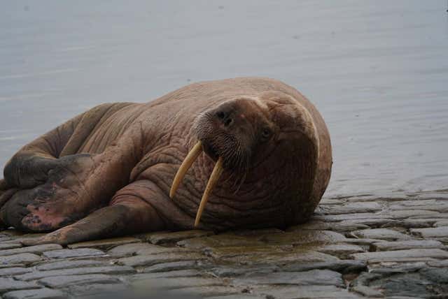 Walrus at Scarborough Harbour