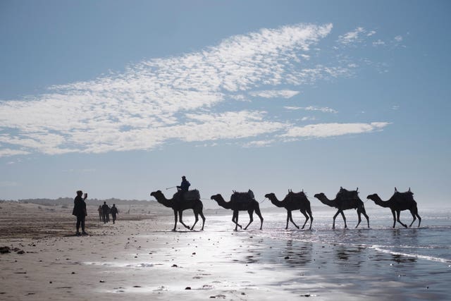Camels are taken for a walk through the surf at the Moroccan coastal town of Essaouria
