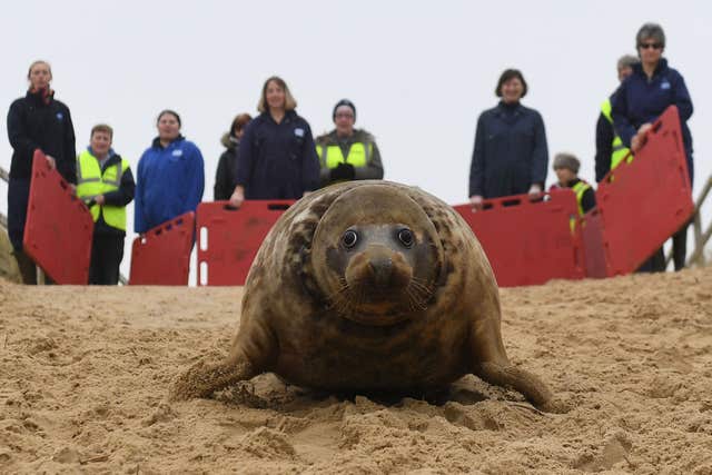 Seal trapped in frisbee
