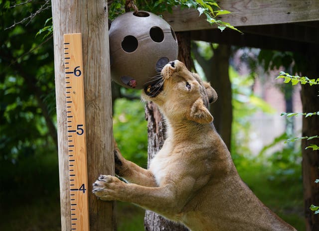 ZSL London Zoo annual weigh-in