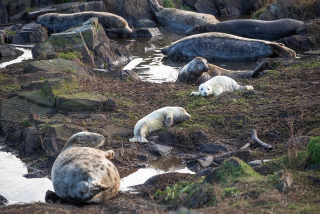 Grey seal pups