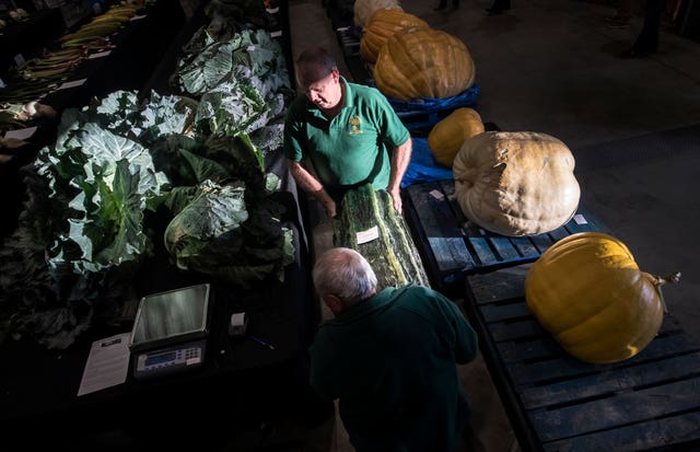 Harrogate Autumn Flower Show giant vegetable competition