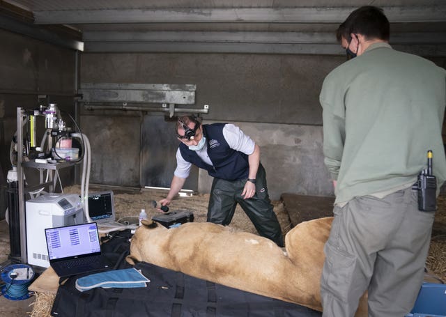 Lioness gets check-up