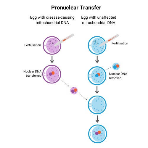 A diagram showing pronuclear transfer