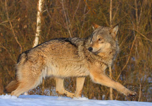 The wolf escaped from the sanctuary near Reading (Valeriy Yurko/PA)