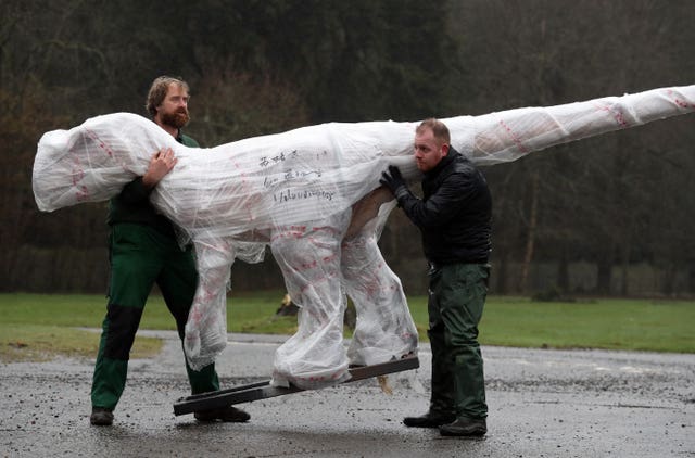 A velociraptor arrives for the new World of Dinosaurs exhibition