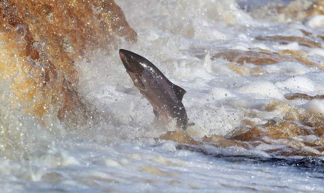 Salmon in the River Tyne