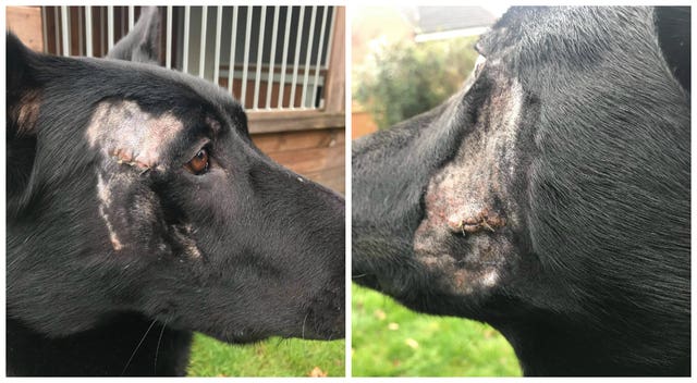 Police dog injured in machete attack