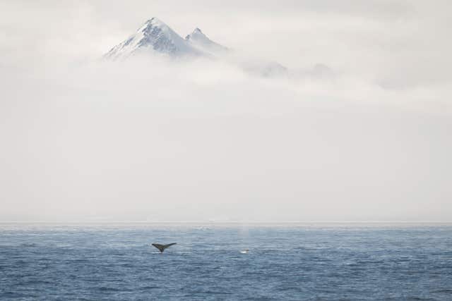 Antarctic Ocean Sanctuary proposal