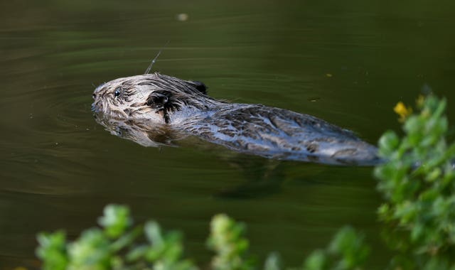 Beaver re-introduction