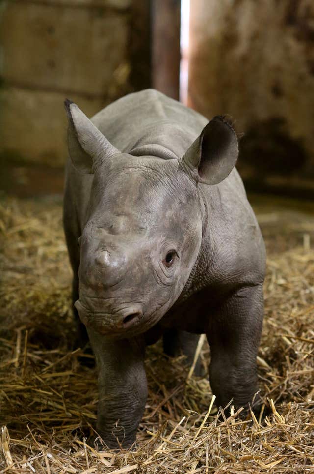 The Black Rhino calf explores his surroundings (Gareth Fuller/PA)