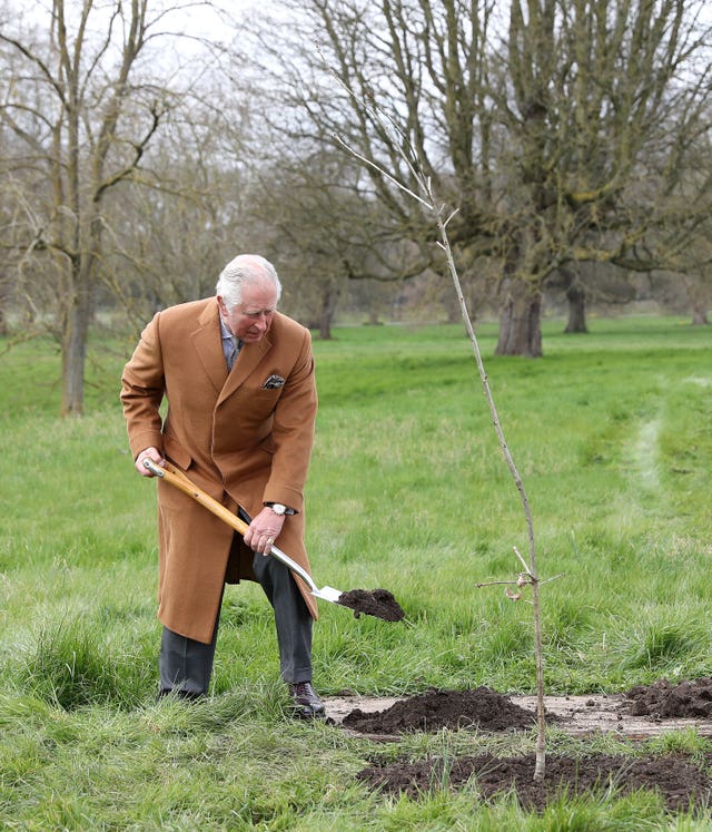 The Prince of Wales planting the first Jubilee tree to mark the Queen’s platinum jubilee in the grounds of Windsor Castle