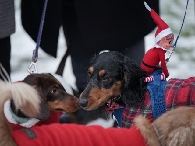 Christmas Sausage Dog Walk