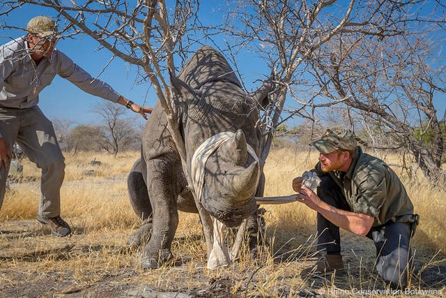 Prince Harry announced as Patron of Rhino Conservation Botswana