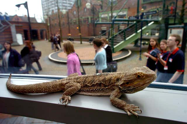 George the bearded dragon looks on as delegates to the British Small Animals Veterenary Association conference arrive at the ICC in Birmingham