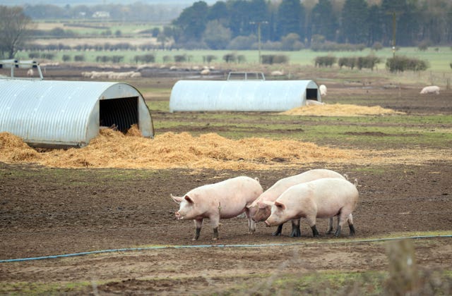 Pigs on a farm