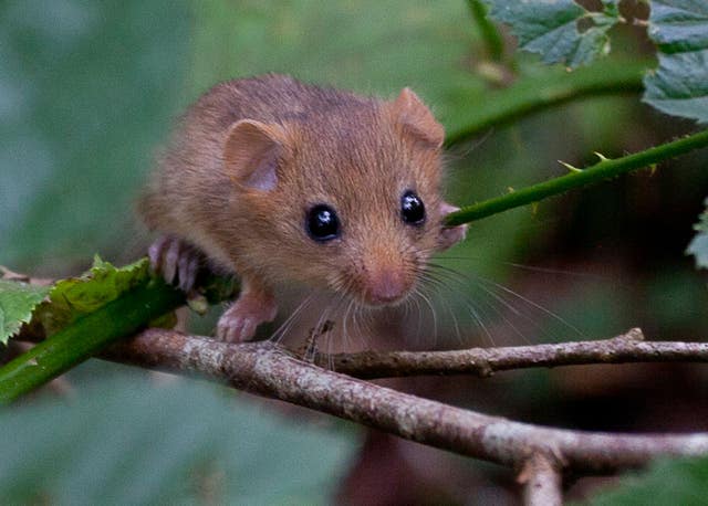 A dormouse on a branch