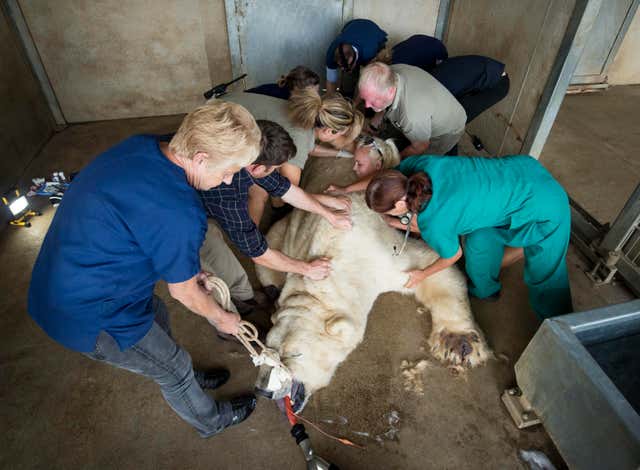 Polar bear is given allergy test